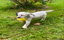 Cocker Spaniel dogs for sale: Beautiful cocker puppies - Image 10