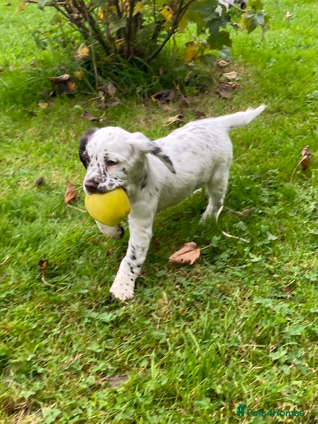 Cocker Spaniel dogs for sale: Beautiful cocker puppies - Image 10