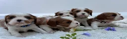 Cavalier King Charles Spaniel dogs for sale: 7 adorable KC registered puppies  - Advert 13