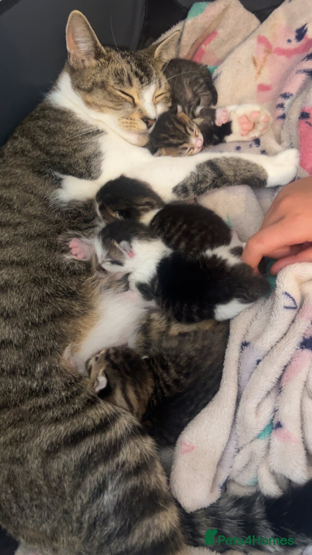 Mixed Breed cats for sale: Beautiful babies  - Image 1