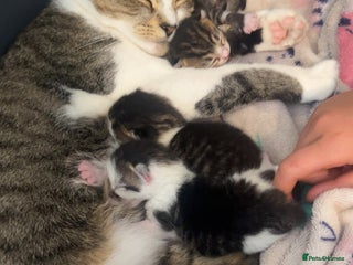 Mixed Breed cats - Advert 18