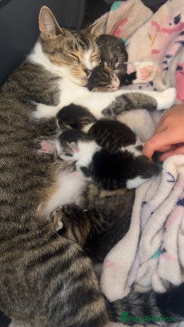 Mixed Breed cats - Advert 30