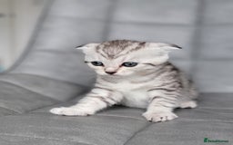 Scottish Fold cats for sale: Scottish mixed  - Image 11