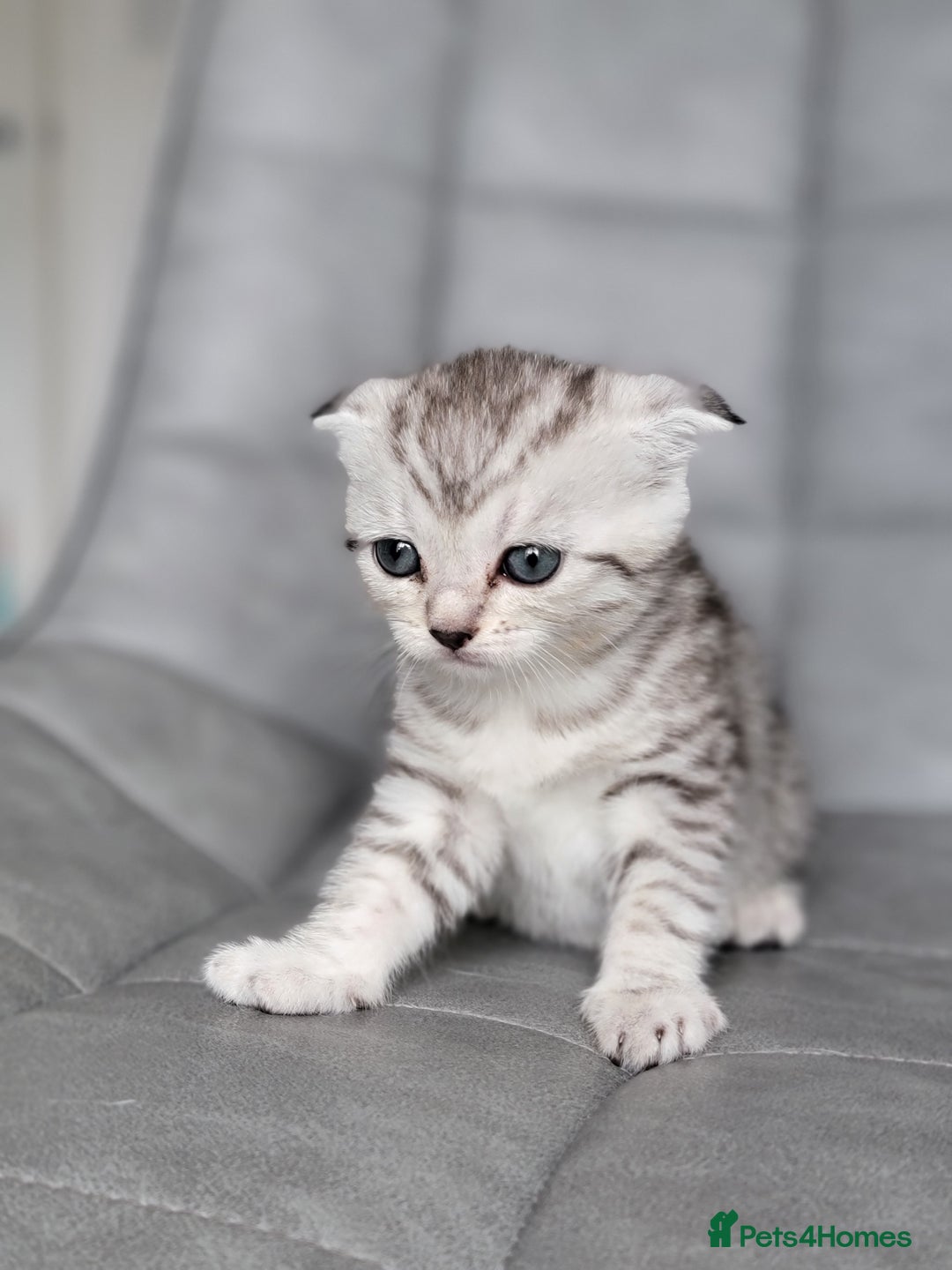 Scottish Fold cats for sale: Scottish mixed  - Image 11