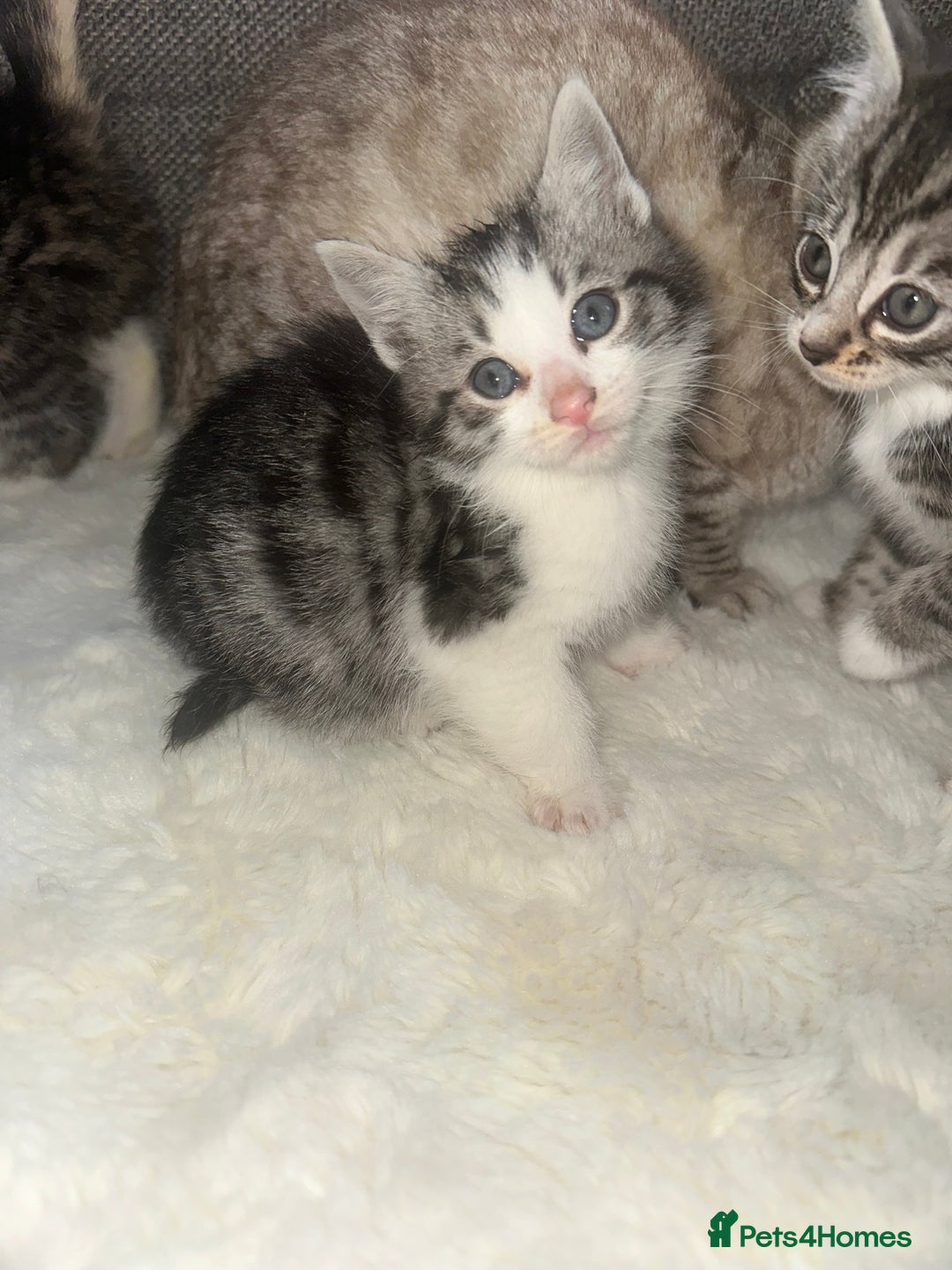 Bengal cats for sale: Bengal X tabby kittens - Advert 2