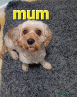 Cavapoo dogs 1 girl left Cavapoo puppy - Advert 6