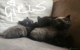 British Shorthair cats for sale: 5 beautiful british shorthair kittens - Image 24