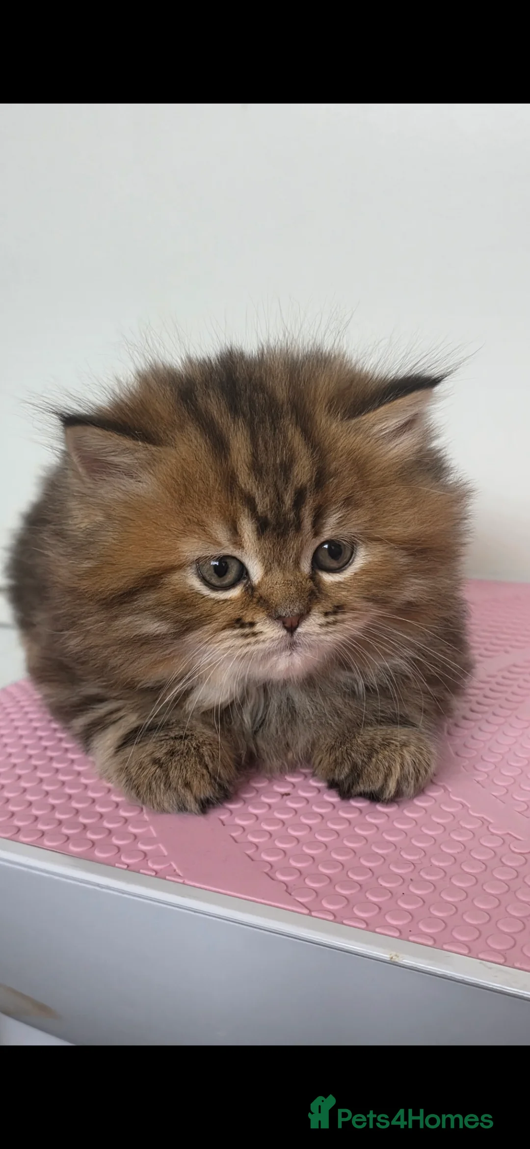 Mixed Breed cats for sale: Ragdoll cross British shorthair  - Advert 10