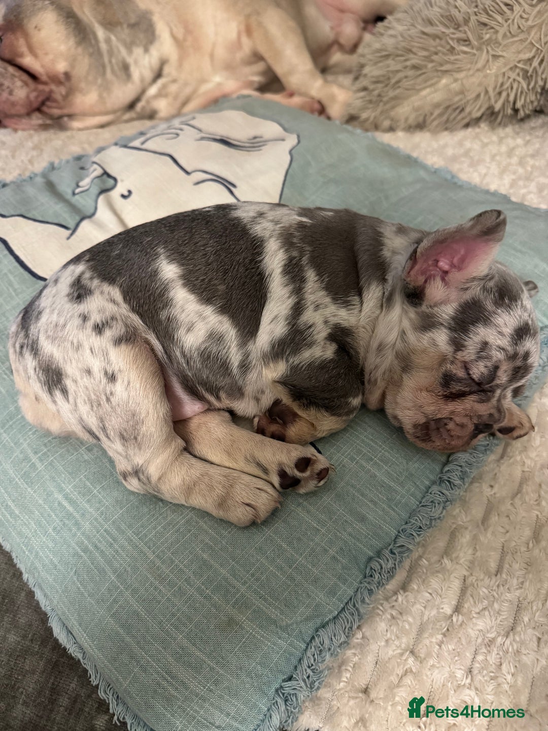 French Bulldog dogs for sale: Female Merle French bulldog  - Advert 2