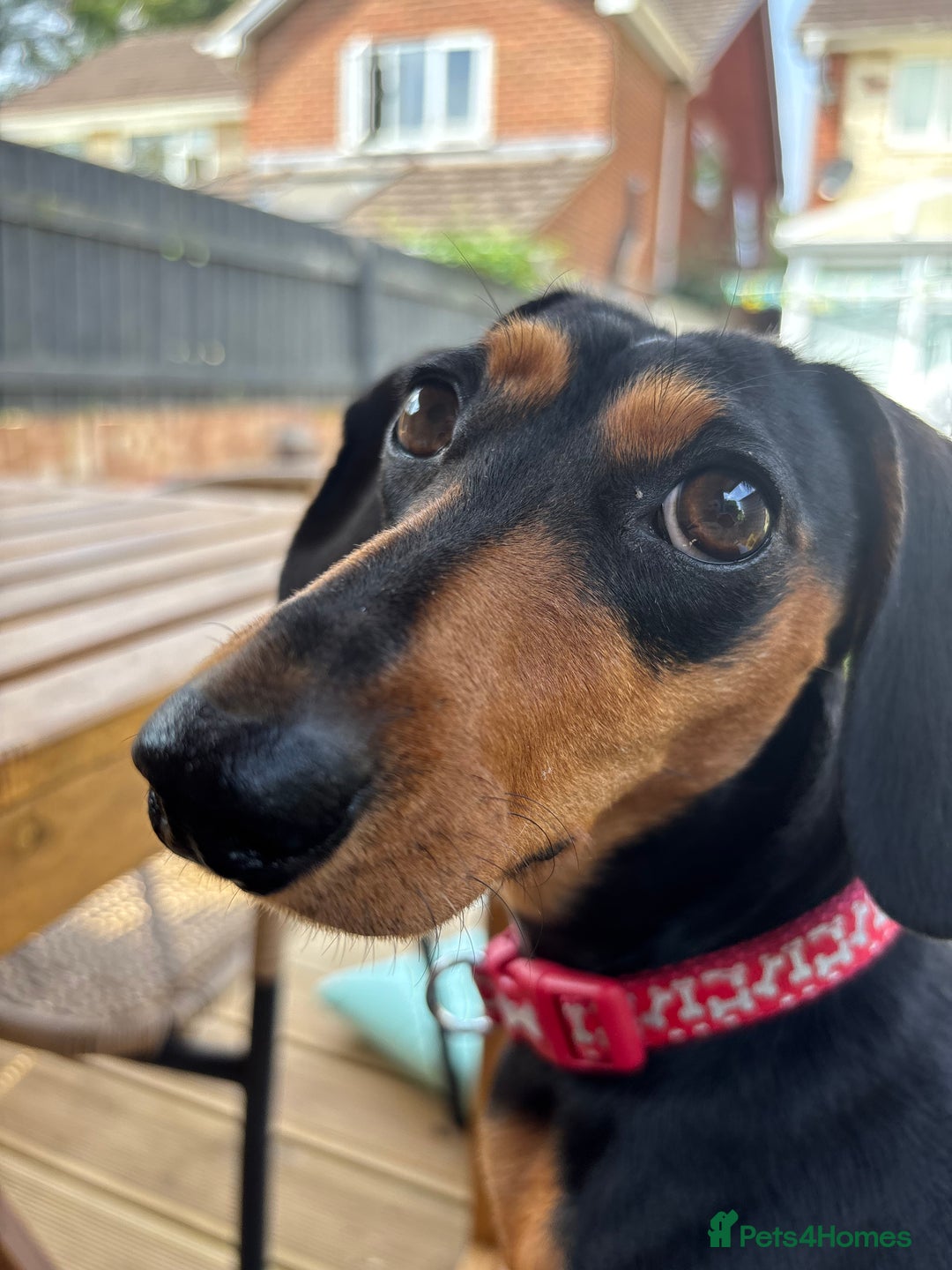 Miniature Dachshund dogs for sale: 3 year old female Miniature Dachschund ((Poppy)) - Image 5