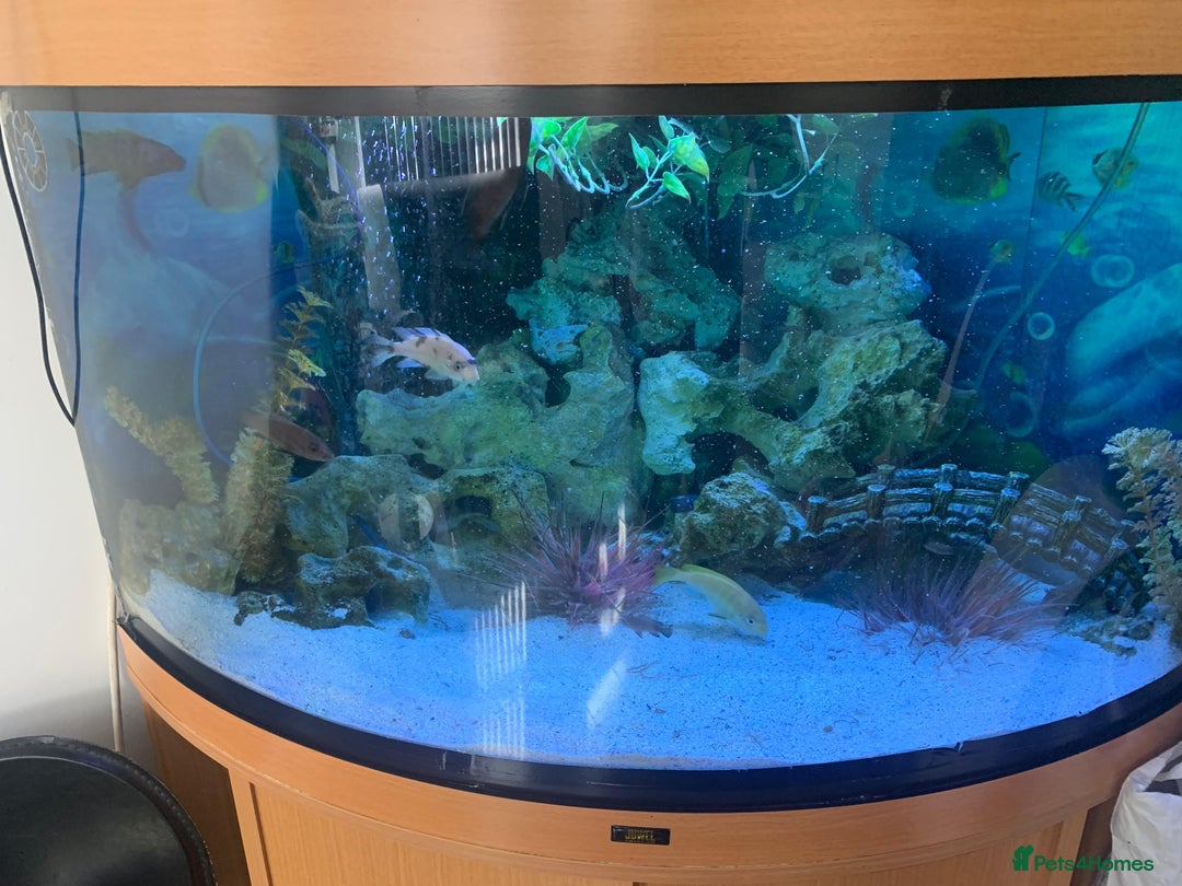 Cichlids fish for sale: Juwel fish tank 180L (Fish included) - Image 4