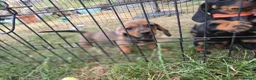 Dachshund dogs for sale: 4 MINIATURE DASCHOUNDS LEFT  - Advert 10