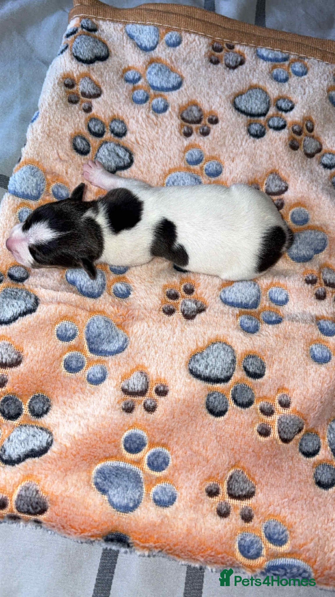 Jack Russell dogs for sale: Jack russell puppies  - Image 3
