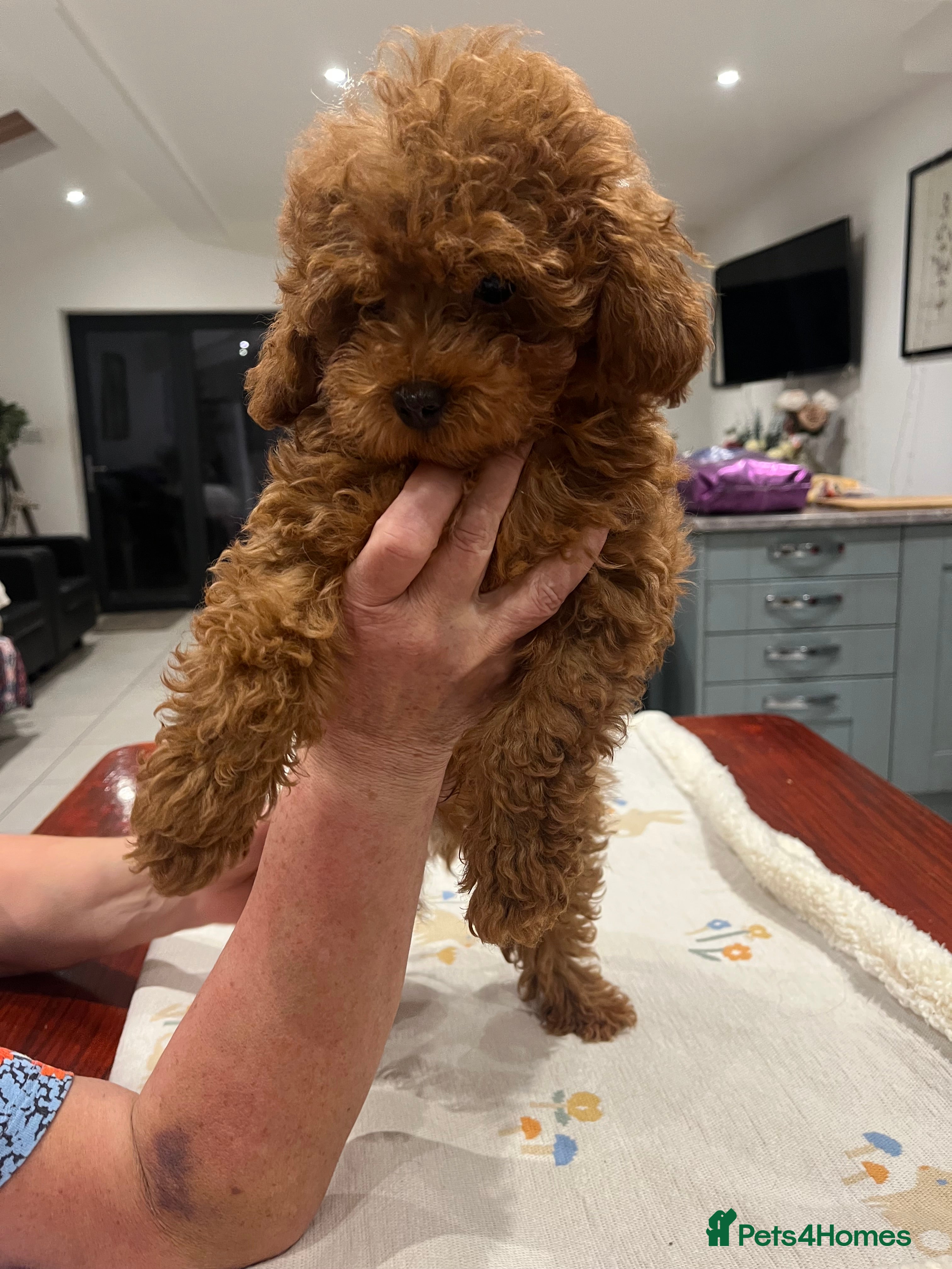 Toy Poodle dogs 🧸Beautiful red toy/asian poodle puppies 🧸  - Advert 2