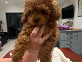 Toy Poodle dogs 🧸Beautiful red toy/asian poodle puppies 🧸 - Advert 11