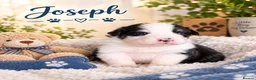 Australian Shepherd dogs for sale: Australian shepherds  - Advert 38