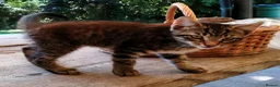 Mixed Breed cats for sale: ONLY ONE AMAZING, BEAUTIFUL, CLEVER, KITTEN LEFT - Advert 17