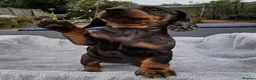 Miniature Dachshund dogs for sale: Stunning KC Registered PRA Clear Dapples Ready Now - Advert 3