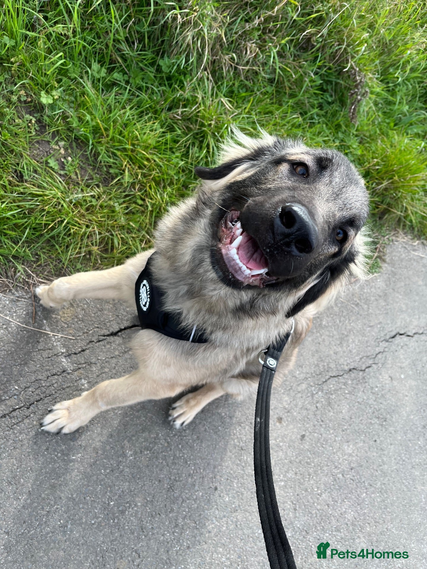 Mixed Breed dogs Kangal Shepard - please read description  - Advert 3