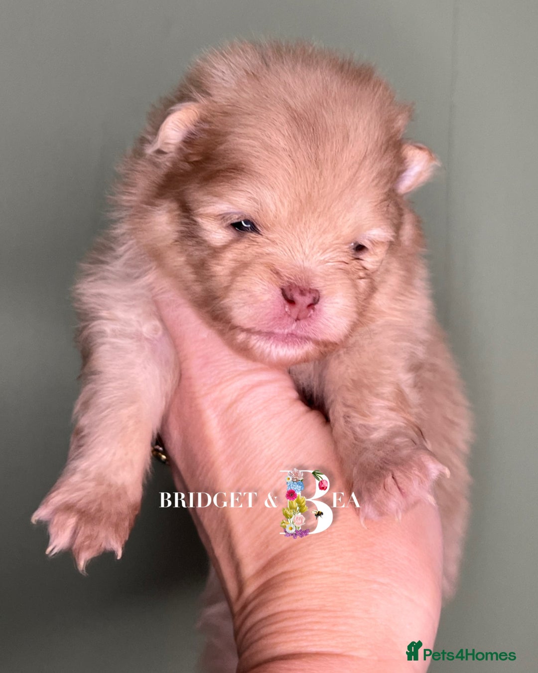 Pomeranian dogs for sale: 💛PUPPIES ARRIVED 💛 - Advert 39