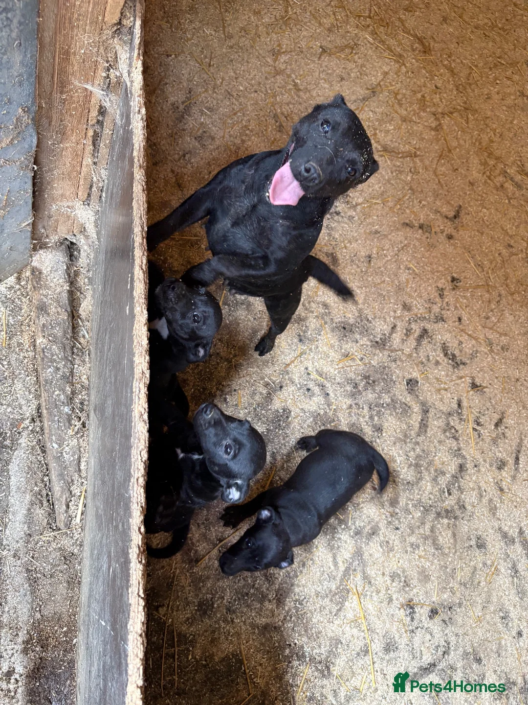 Patterjack dogs for sale: PatterJack Puppies 🐶 - Advert 2