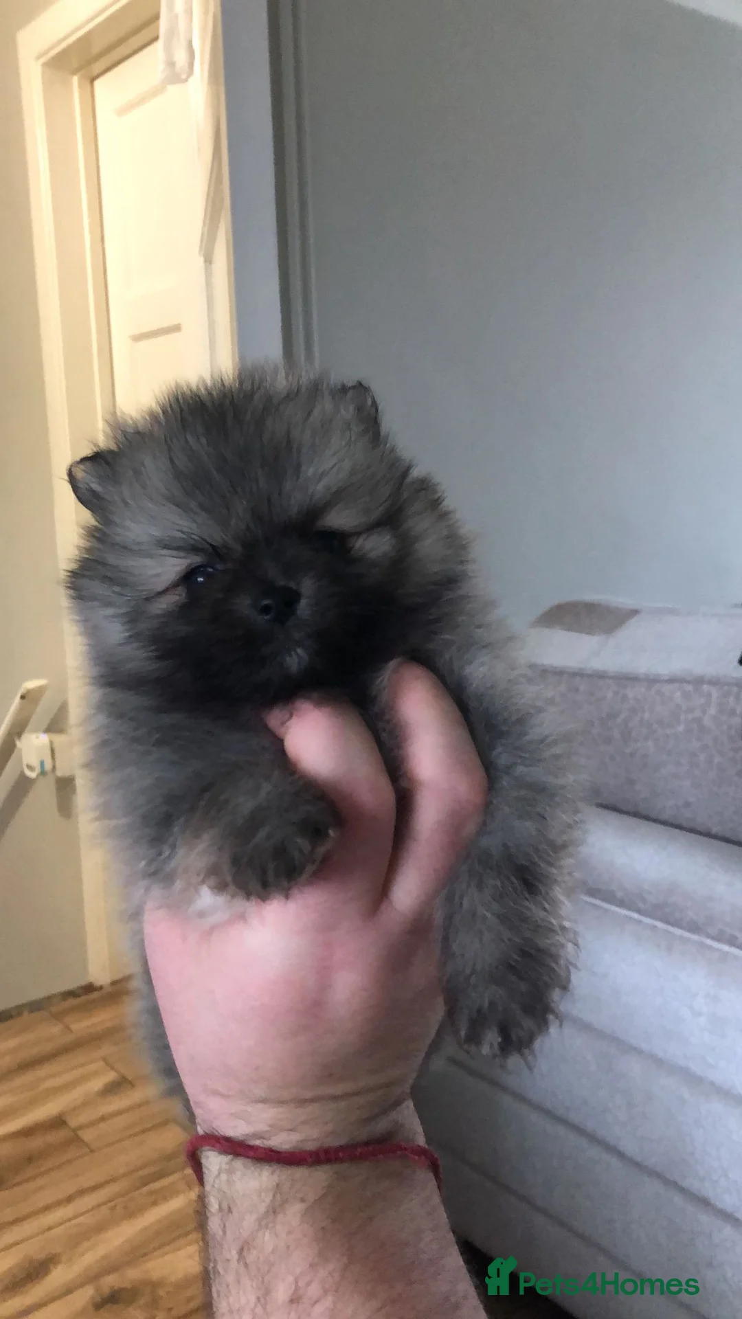 Pomeranian dogs for stud:  🏆 Asian White🏆 Pom TINY - Advert 20