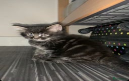 Maine Coon cats for sale: Stunning maincoon  - Image 5
