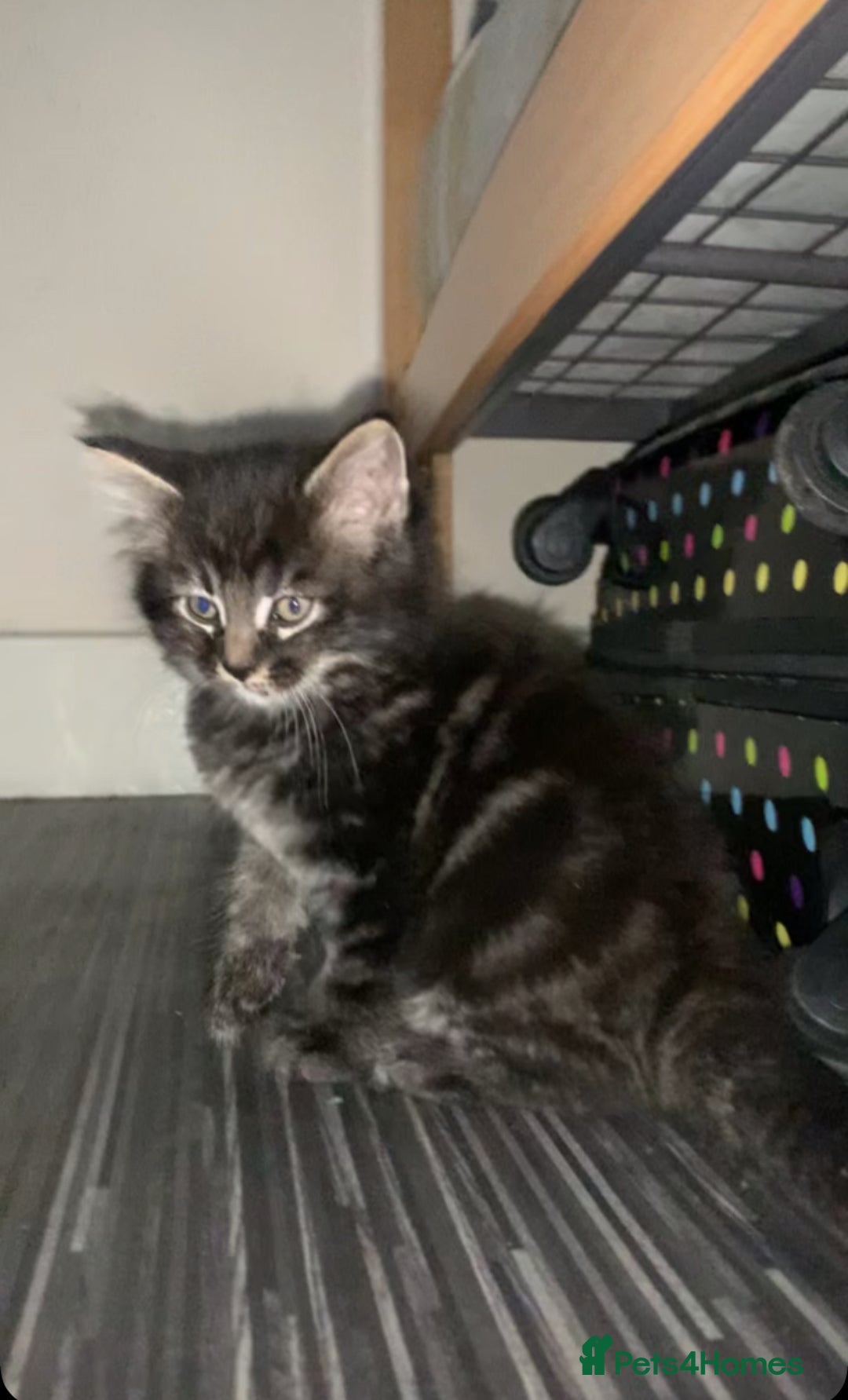 Maine Coon cats for sale: Stunning maincoon  - Image 5