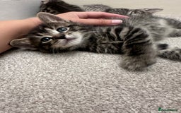 Bengal cats for sale: 4 Bengal cross kittens  - Image 9