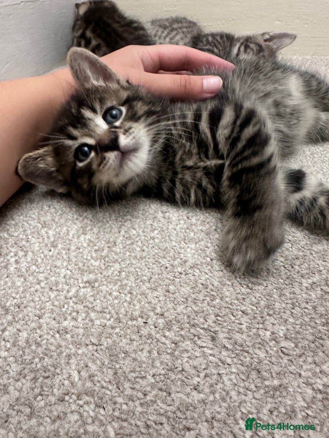 Bengal cats for sale: 4 Bengal cross kittens  - Image 9