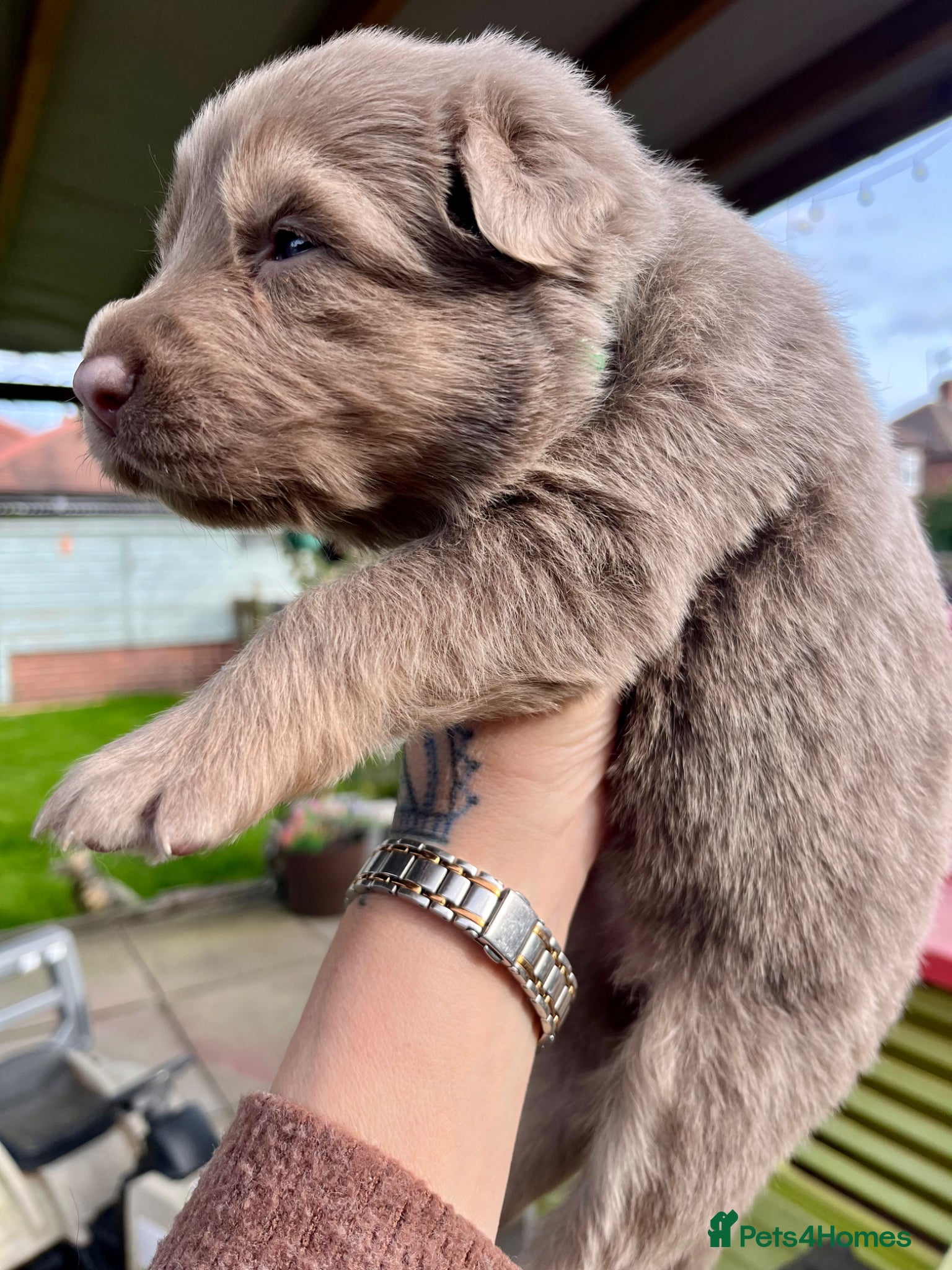 German Shepherd dogs KC Longcoat German Shepherd pups for Sale  - Advert 14