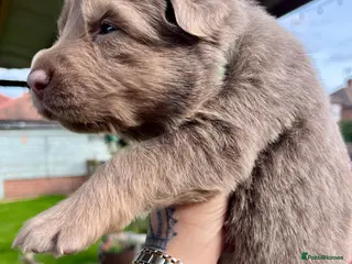 German Shepherd dogs KC Longcoat German Shepherd pups for Sale - Advert 10