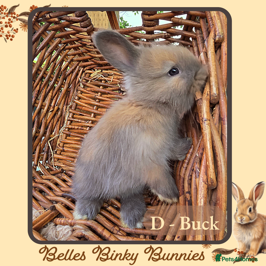 Angora rabbits for sale: 🧡 Pure Bred Angora Babies 🧡 For Reserve - Image 2