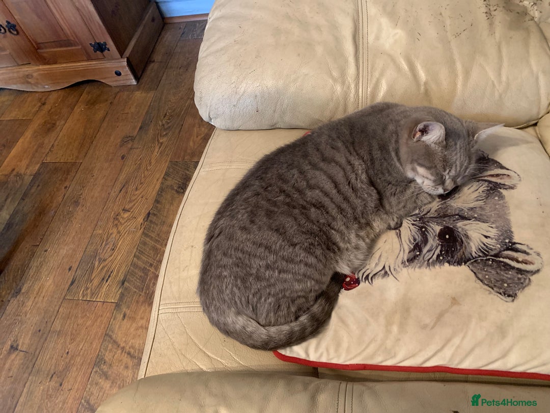 Burmese cats for sale: Burmese xBritish Kittens  - Image 13