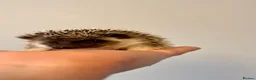 Pygmy Hedgehog rodents for sale: Adorable African Pygmy Hedgehog Babies Male Female - Advert 5