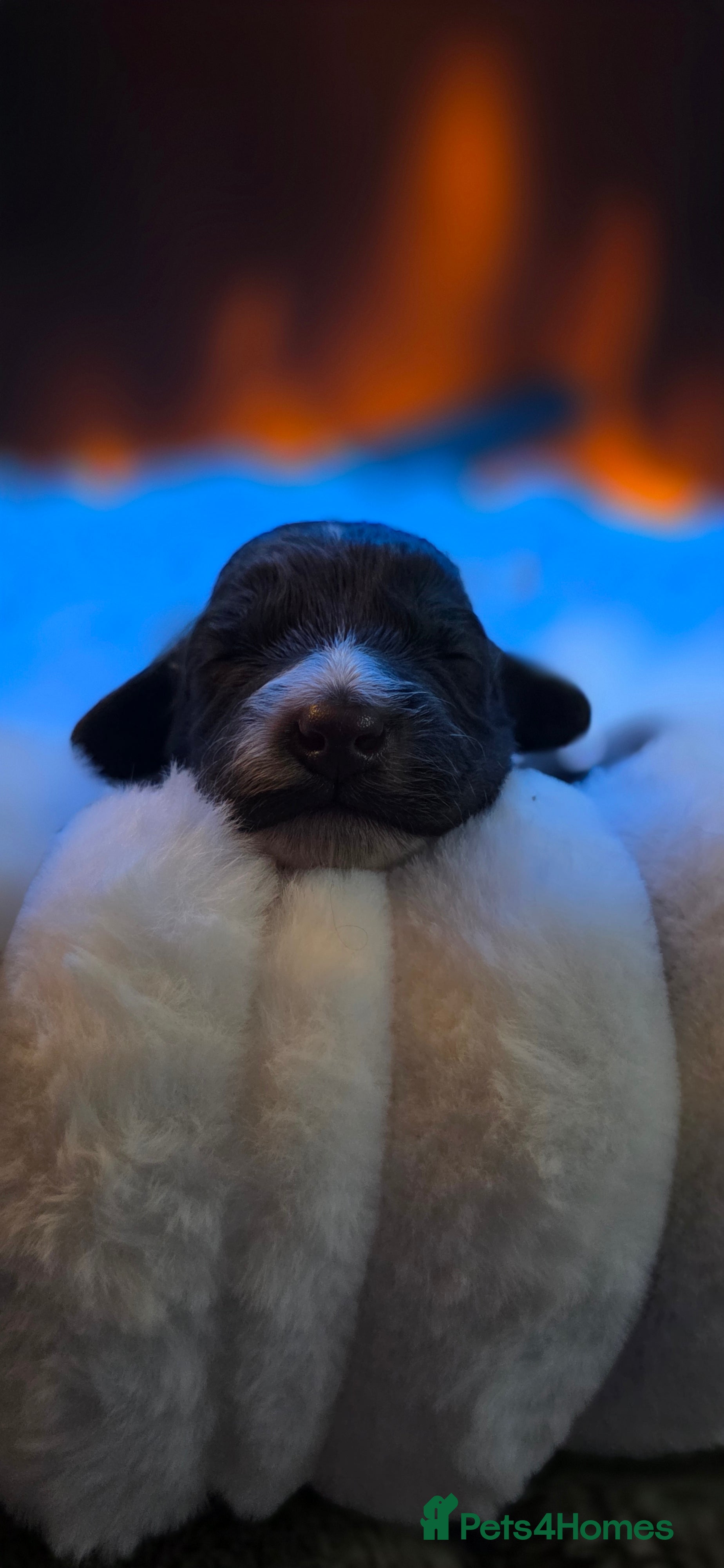 Cockapoo dogs 🤍 Beautiful F3 Multigen Cockapoo Puppies🤍 - Advert 7