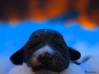 Cockapoo dogs 🤍 Beautiful F3 Multigen Cockapoo Puppies🤍 - Advert 7