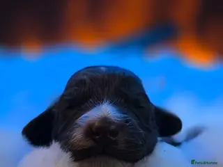 Cockapoo dogs 🤍 Beautiful F3 Multigen Cockapoo Puppies🤍 - Advert 18