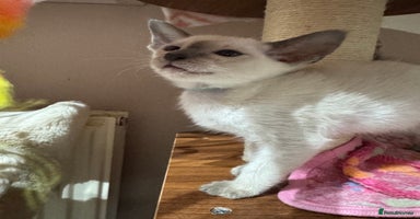 Siamese cats - Advert 6