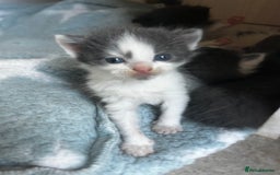 Mixed Breed cats for sale: Mixed breed kittens- Grey & white males and Tuxedo - Image 4