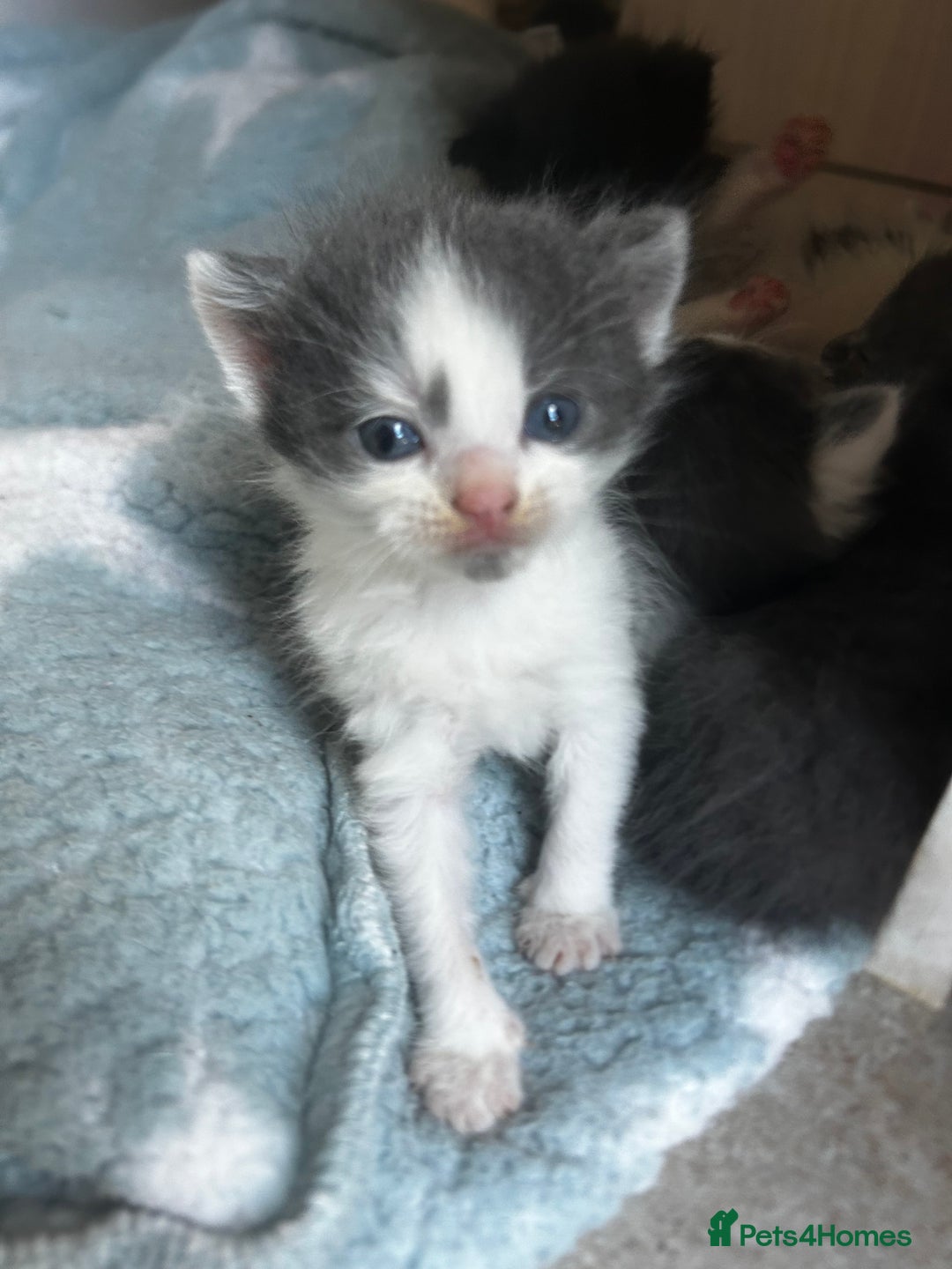 Mixed Breed cats for sale: Mixed breed kittens- Grey & white males and Tuxedo - Image 4