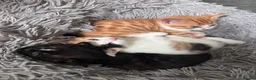 Mixed Breed cats for sale: Gorgeous Calico and Ginger kittens in Eastleigh - Advert 6
