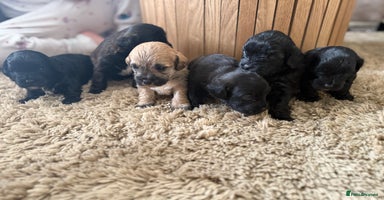 Yorkiepoo dogs - Advert 1
