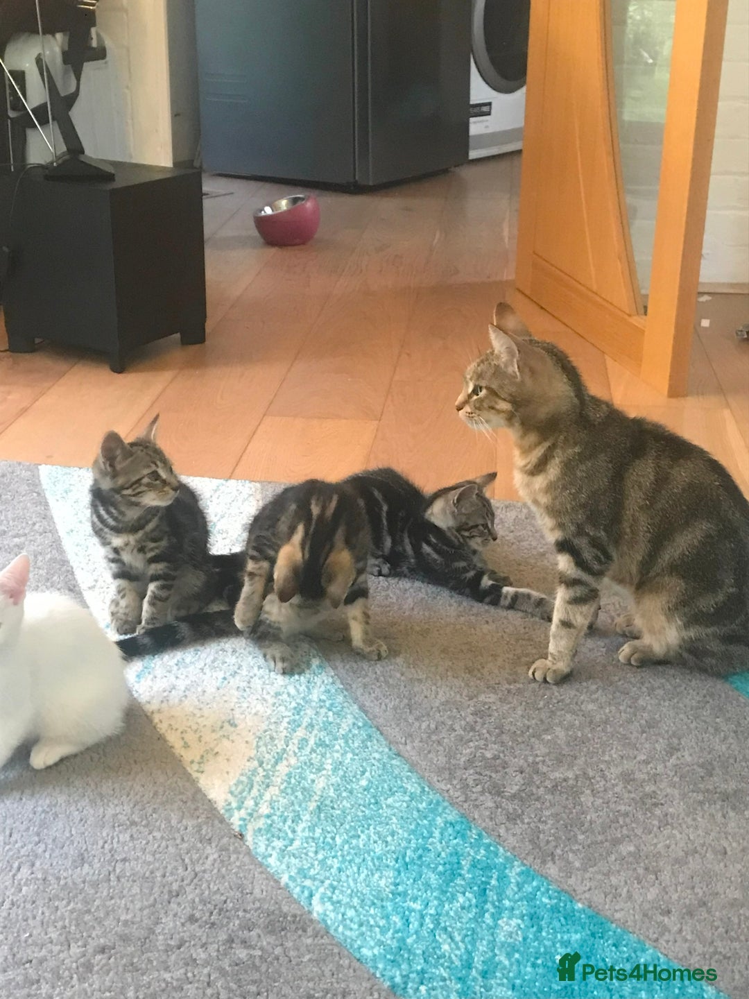 Bengal cats for sale: Stunning half Bengal litter - Image 4