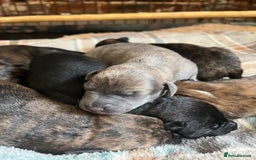 Mixed Breed dogs for sale: Beautiful Lurcher pups (Hancock lines!!) - Image 3