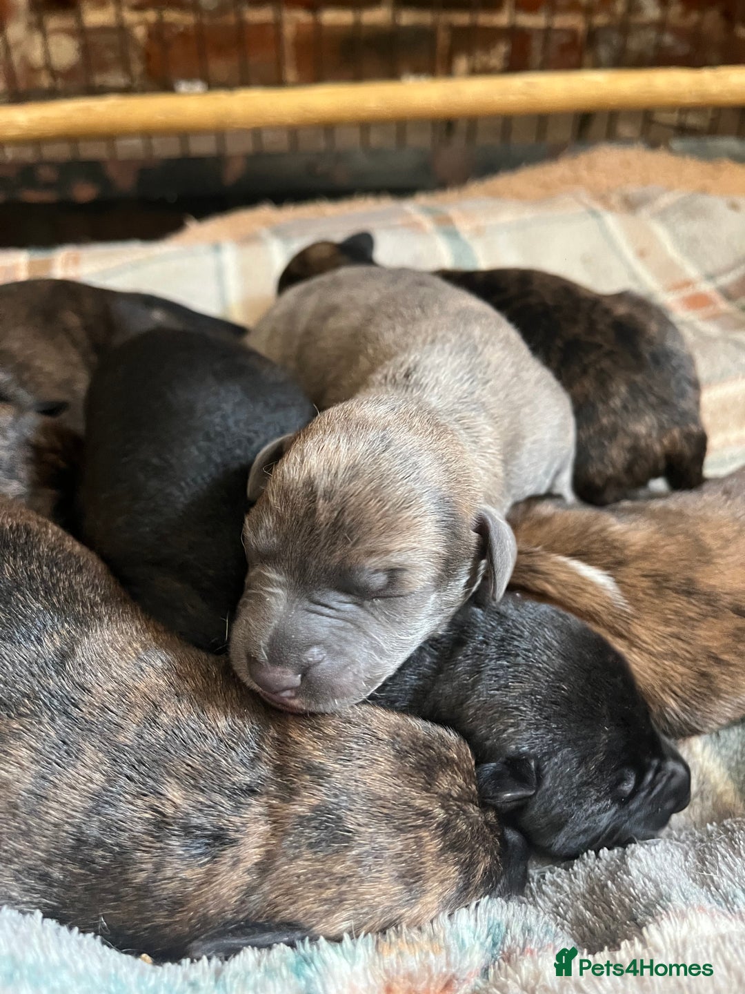 Mixed Breed dogs for sale: Beautiful Lurcher pups (Hancock lines!!) - Image 3