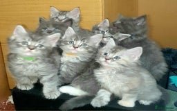 Maine Coon cats for sale: Beautifall Maine coon kittens - Advert 8