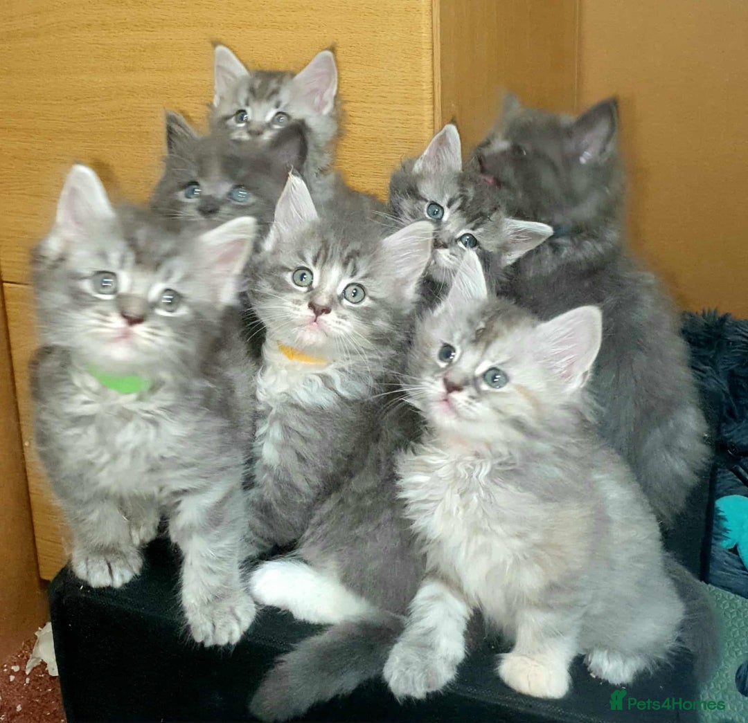 Maine Coon cats for sale: Beautifall Maine coon kittens - Advert 8
