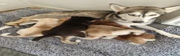 Siberian Husky dogs for sale: Husky puppies in Carlisle - Advert 2