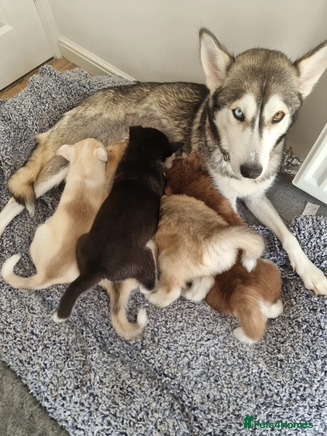 Siberian Husky dogs for sale: Husky puppies in Carlisle - Advert 2